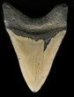 Megalodon Tooth - North Carolina #59066-1
